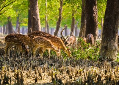 Sundarbon tour | best travel agency in bangladesh