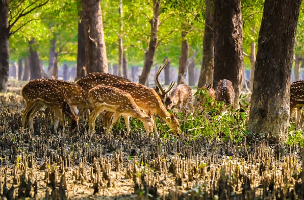 Sundarbon tour | best travel agency in bangladesh